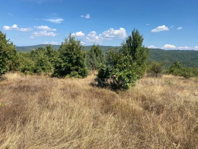 Shes 5 hektar toke / Gjilan