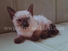 Shes macen Raca Siamese 